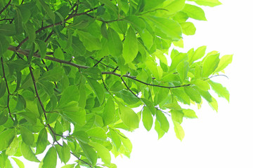 新緑　エコイメージ