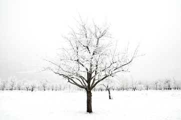 Fototapeta na wymiar tree in a snow