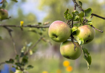  Farming, agriculture, ecology and remedy for trees diseases concept. Three juicy red-green apples hanging on a tree branch in the orchard. On a blurred pale green background.