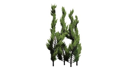 several  Juniper topiary trees - isolated on white background - 3D illustration