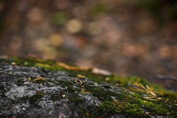 Moss on rocks with bokeh