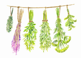 Herbs are dried on a string. Watercolor summer illustration