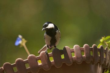 The great tit, Parus major, is a passerine bird in the tit family Paridae