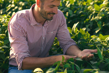 Young farmer in filed examining soybean corp. © Zoran Zeremski