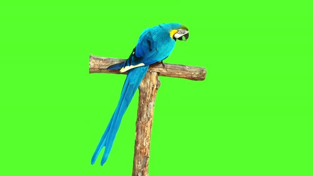 Blue parrot resting on tree branch. Green screen background
