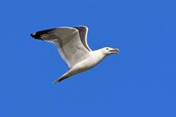Larus heuglini flies in the sky of Western Siberia