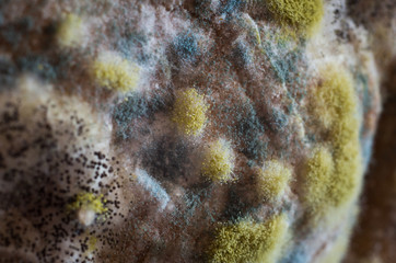 Mold colony on a bread