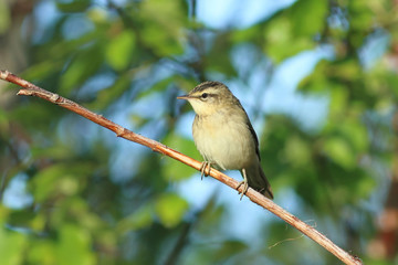 Acrocephalus schoenobaenus. Bird close-up on a branch in the evening light