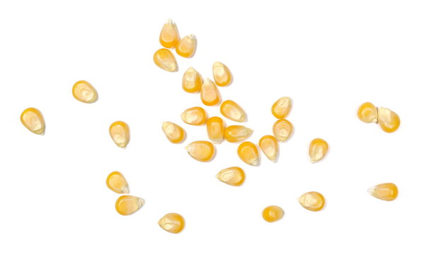 Yellow corn grains isolated on white background and texture, for popcorn, top view