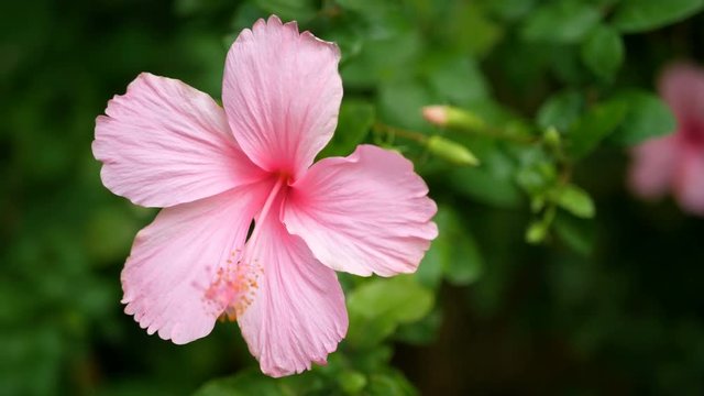 4K of pink Hibiscus rosa-sinensis in park with green leaves plant at background with gentle wind. Hibiscus flower or in other names like Chinese rose , shoe flower , rose mallow or Chaba flower