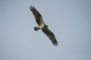 The osprey, Pandion haliaetus - also called fish eagle, sea hawk, river hawk, and fish hawk