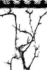 Grape vine tied to a roof in winter time.