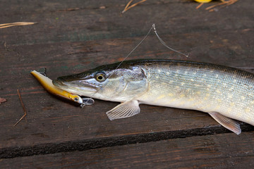 Freshwater pike fish on vintage wooden background.
