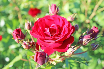 赤いバラ