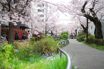 桜満開の緑道