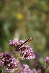 Schmetterling, rosa, Blume