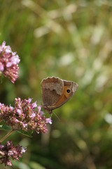 Schmetterling, rosa, Blume