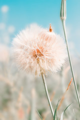 Beautiful floral background with dandelion flowers in summer over blue sky - 217847251