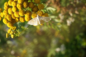Weisser Hartriegel-Zierspanner