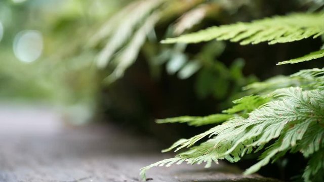 4K. green fern leaves sway from wind with green tree background and bokeh light and wooden floor. green natural background with copy space footage , selective focus with deep of field
