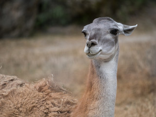 Lama © photoloulou91