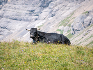 Black cowing laying down on a pasture in front of a rock wall