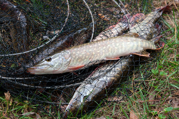 Close up view of freshwater pike fish lies on landing net with fishery catch in it..