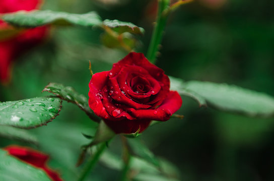 beautiful red rose in the garden on a green background