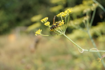 Wespe, Insekten