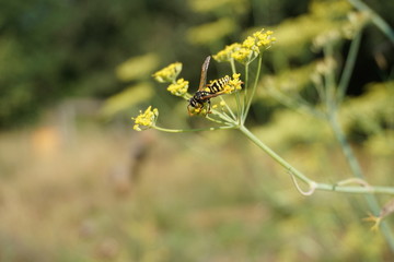 Wespe, Insekten