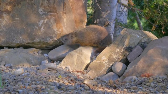 Curious marmot walking around eating plants in its natural rocky habbitat. Shot in high resolution that captures extraordinary details