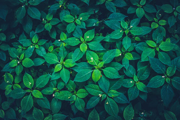 Green leaves nature plants. Abstract background