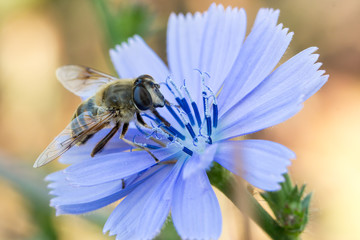 Insecte butineur sur une fleur bleue