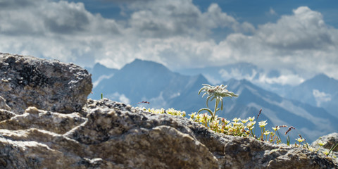 Edelweiss auf Fels Panorama