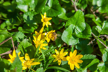 Bee collecting pollen from Marsh Marigold (Caltha palustris) flower. Marsh Marigold (Caltha palustris) blooming in spring forest..