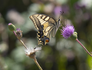 Papilio machaon - Swallowtail butterfly