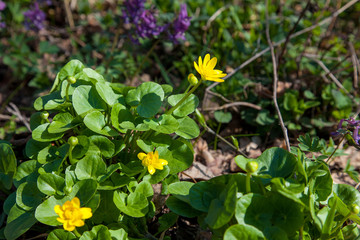 Group of Marsh Marigold (Caltha palustris) blooming in spring forest.