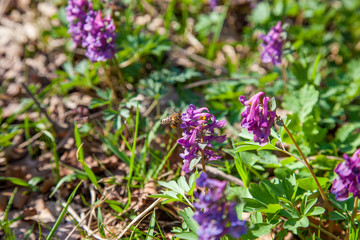 Bee collecting polen and nectar on flower purple wild flowers of Corydalis. Spring forest with blooming Corydalis cava flowers..
