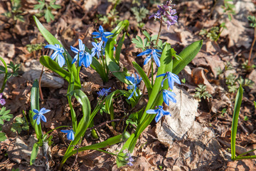Scilla siberica (Siberian squill or wood squill) small blue flower in forest. Spring blossom in Ukrainian forest