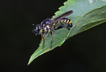 Robber fly (Choerades sp)