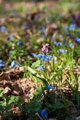 Scilla siberica (Siberian squill or wood squill) small blue flower in forest. Spring blossom in Ukrainian forest