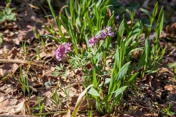 Spring forest with blooming Corydalis cava flowers.