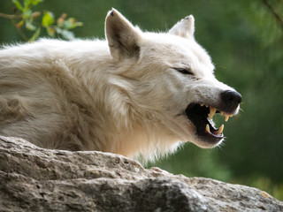 Obraz premium Loup arctique