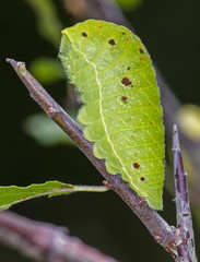 Scarce Swallowtail caterpillar(Iphiclides podalirius)