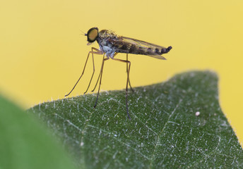 Snipe fly Chrysopilus sp.