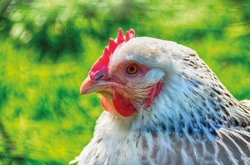 Huhn