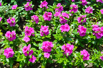 natural background of smooth rows of pink petunias