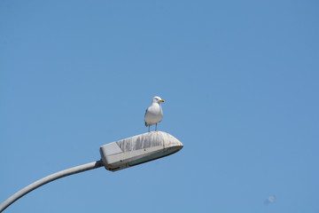 Goéland argenté 