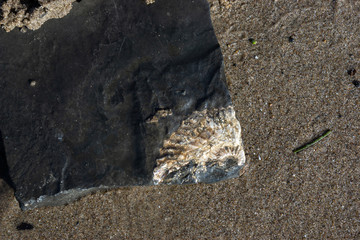 traces of ancient organisms in stone