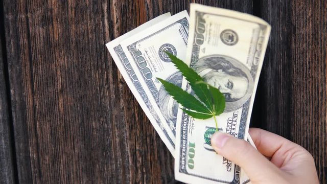 The hand holds a green young cannabis leaf and hundred-dollar bills on a wooden background.